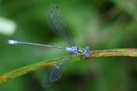 Lestes sponsa