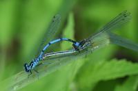 Coenagrion puella
