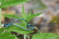 Coenagrion puella
