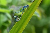 Coenagrion scitulum