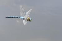 Anax imperator