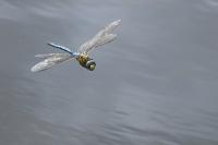 Anax imperator