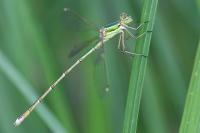 Lestes barbarus