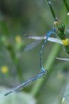 Coenagrion scitulum