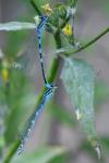 Coenagrion scitulum