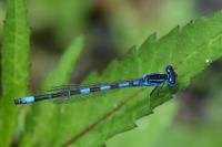 Coenagrion scitulum