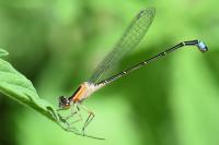 Ischnura elegans