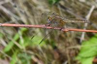 Crocothemis erythraea