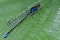 Erythromma viridulum