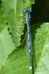 Erythromma lindenii