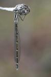 Erythromma lindenii
