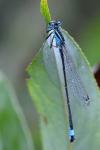 Ischnura elegans