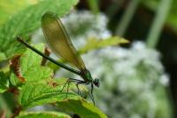 Calopteryx splendens