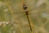 Sympetrum striolatum