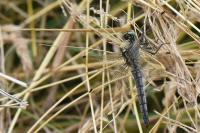 Orthetrum cancellatum