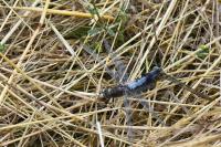 Orthetrum cancellatum