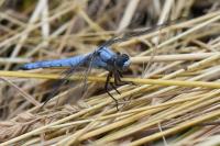 Orthetrum brunneum
