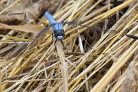 Orthetrum brunneum