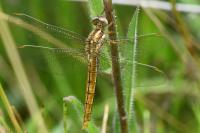 Orthetrum brunneum