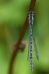 Enallagma cyathigerum