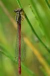 Ceriagrion tenellum