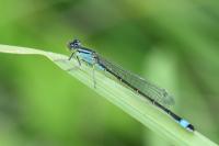 Ischnura elegans