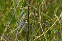 Orthetrum brunneum