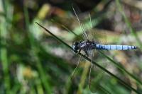Orthetrum coerulescens