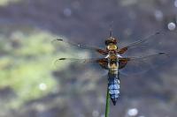 Libellula depressa