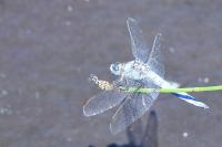 Orthetrum brunneum