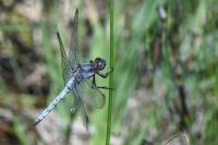 Orthetrum coerulescens