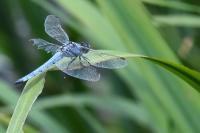 Orthetrum brunneum