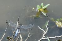 Orthetrum cancellatum