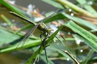 Gomphus pulchellus