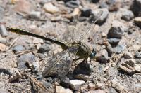 Gomphus pulchellus