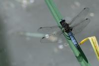 Libellula fulva