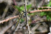 Orthetrum cancellatum