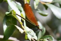 Calopteryx virgo