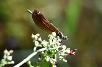 Calopteryx virgo