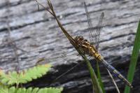 Orthetrum coerulescens