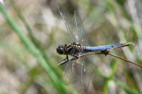 Orthetrum coerulescens