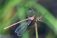 Ceriagrion tenellum