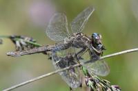 Orthetrum brunneum