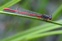 Ceriagrion tenellum