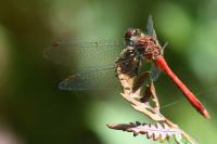 Sympetrum sanguineum