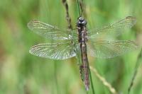 Orthetrum brunneum