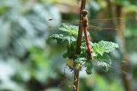 Sympetrum meridionale