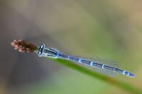 Coenagrion scitulum