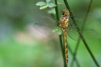 Sympetrum striolatum
