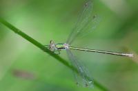 Lestes virens